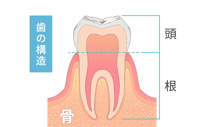 歯の構造